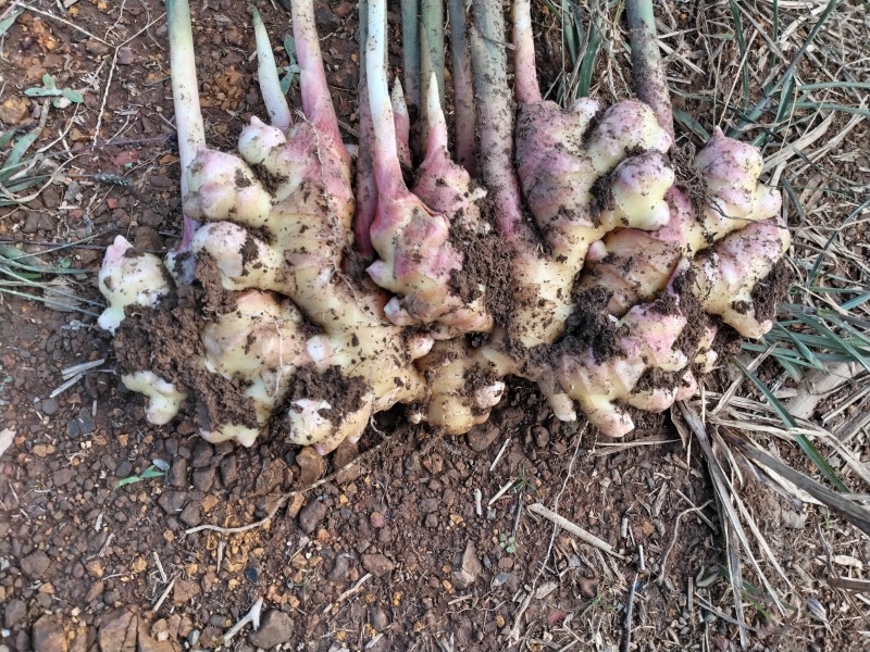 贵州正宗新开荒的坡地姜，品质非常好，