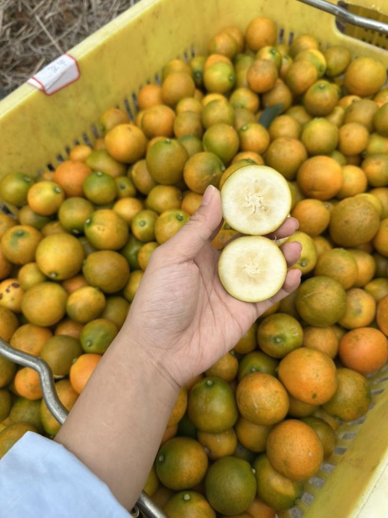 融安脆蜜滑皮金桔各种规格一件代发可发车