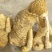四翅滨藜肉苁蓉新鲜通货今年4～6块一公斤，