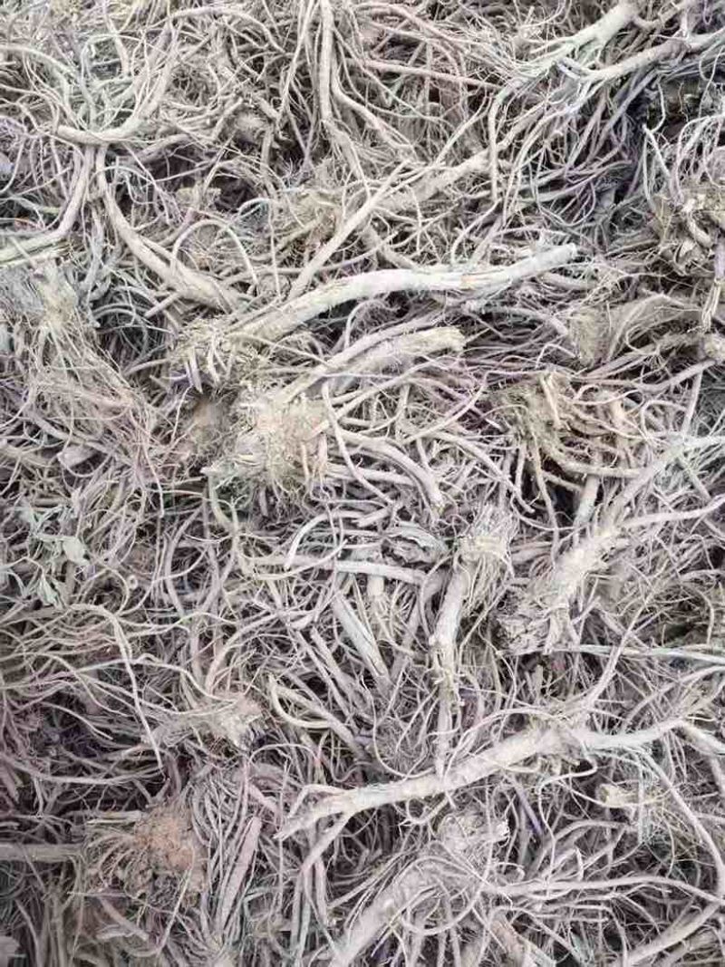 青海精品羌活大量上市自家种植一手货源产地直发药性高