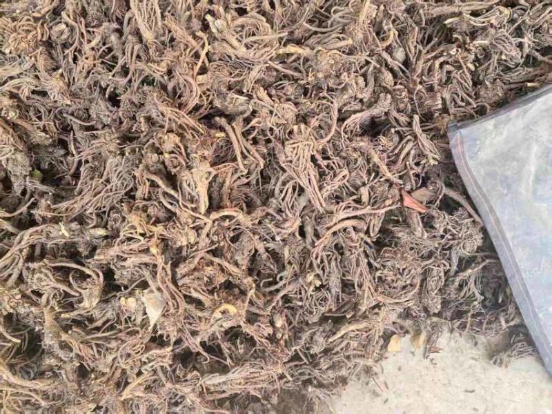 青海地区羌活地道中药材保质保量诚信经营大量供货
