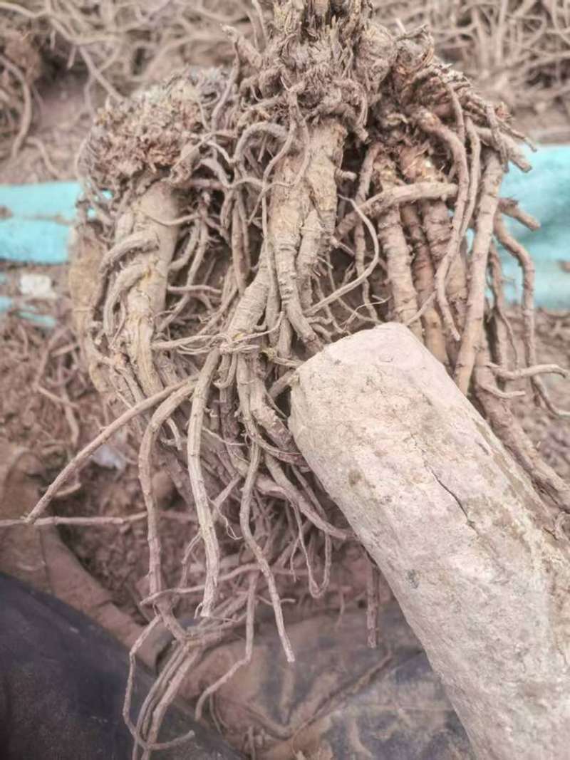 青海地区羌活地道中药材保质保量诚信经营大量供货