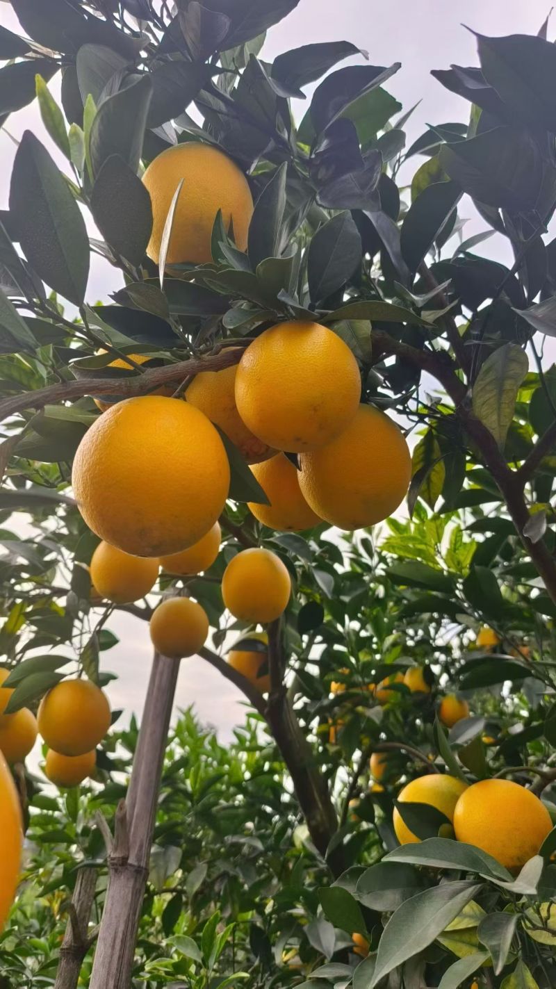 江西赣南脐橙