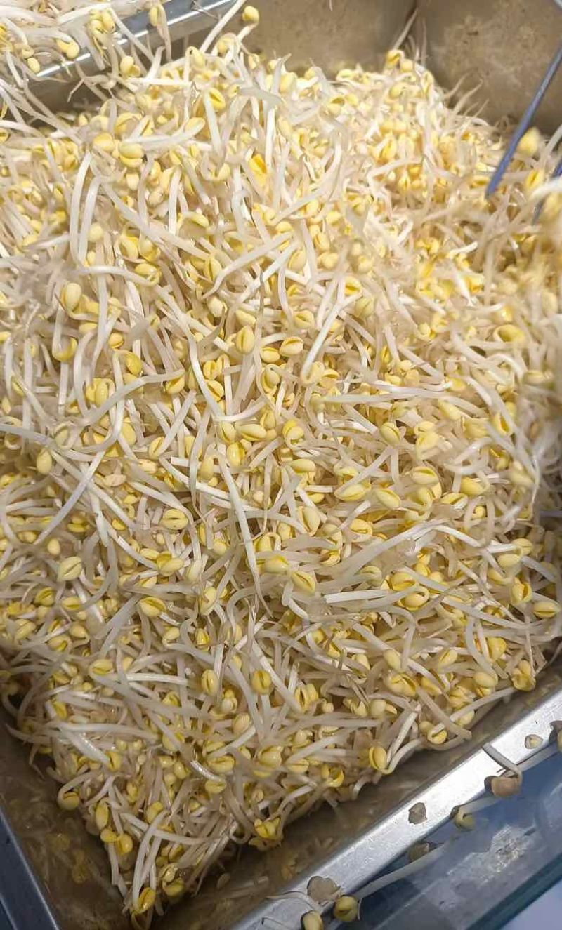 豆芽，黄豆芽