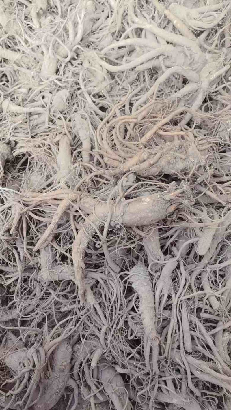 青海无硫大条当归干货精选优质产地直供大量