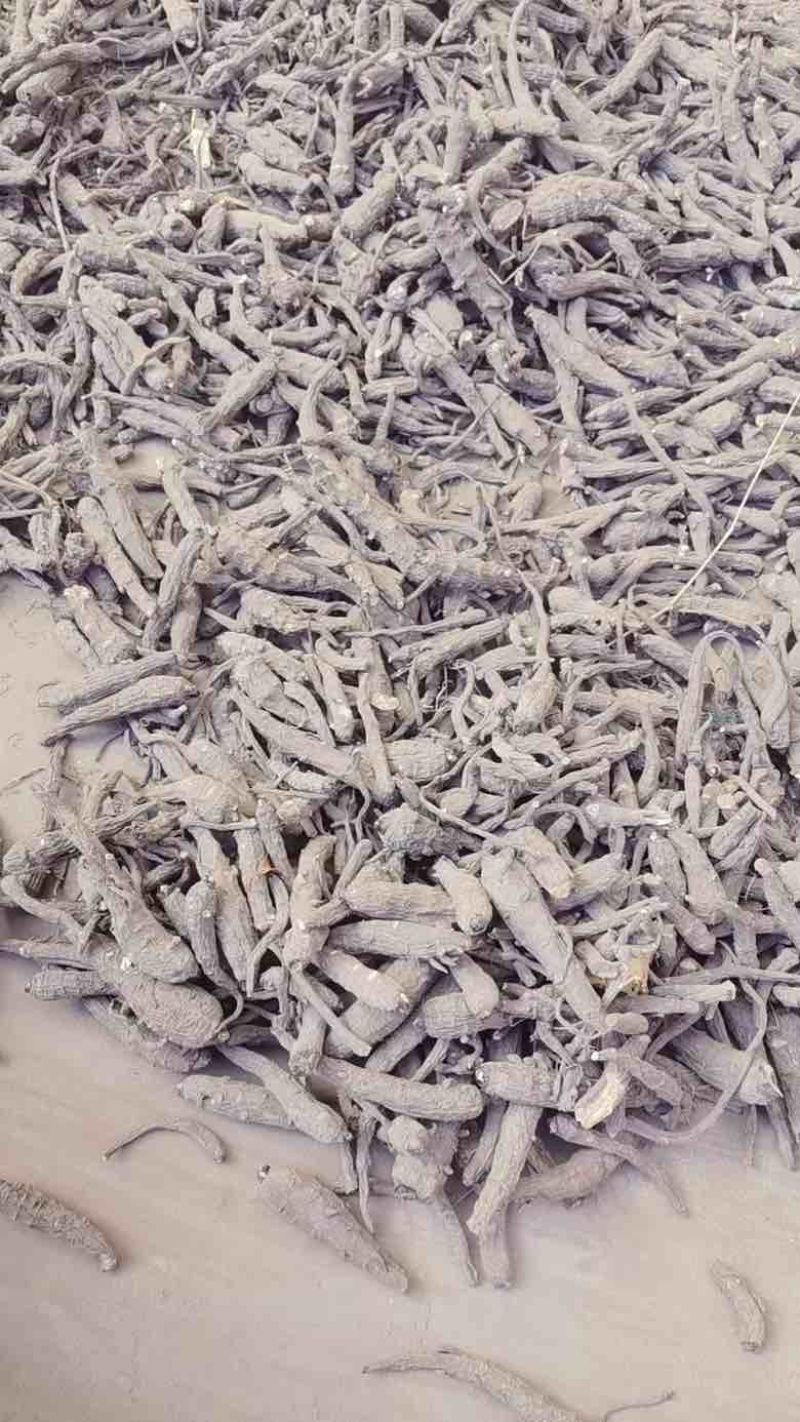 青海无硫大条当归干货精选优质产地直供大量
