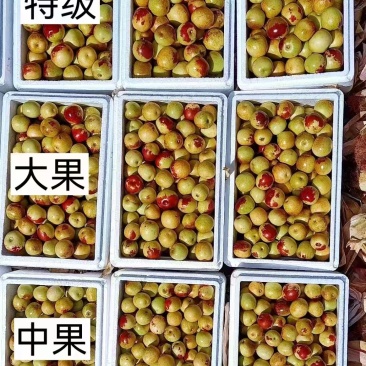 沾化冬枣