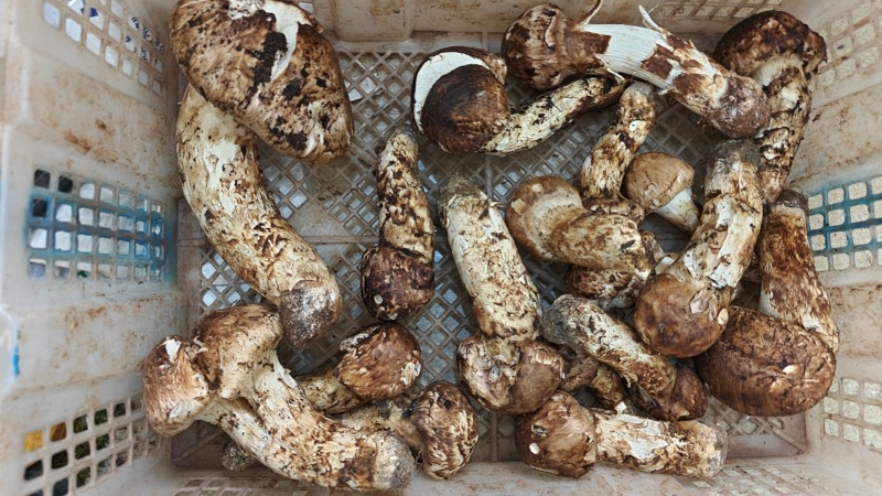 云南新鲜松茸掉级自己吃有虫洞有破皮，内部无虫款