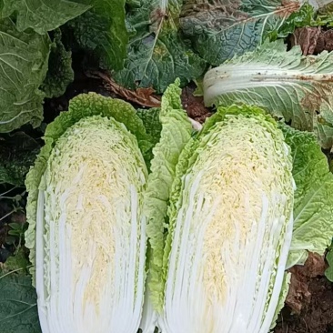 白菜