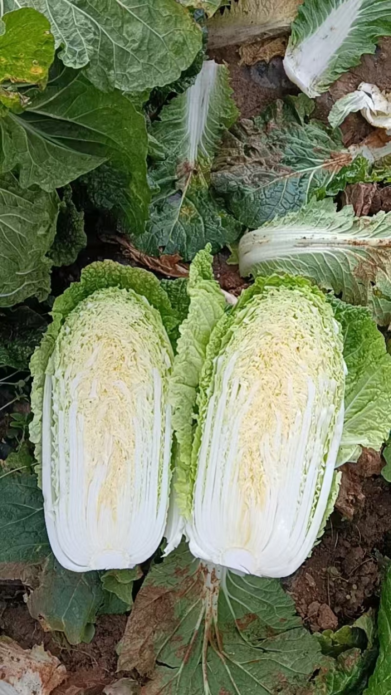 白菜