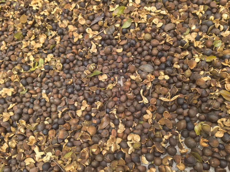 国家地理性标志，浏阳茶油