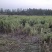 河南本地甘蔗自家种植