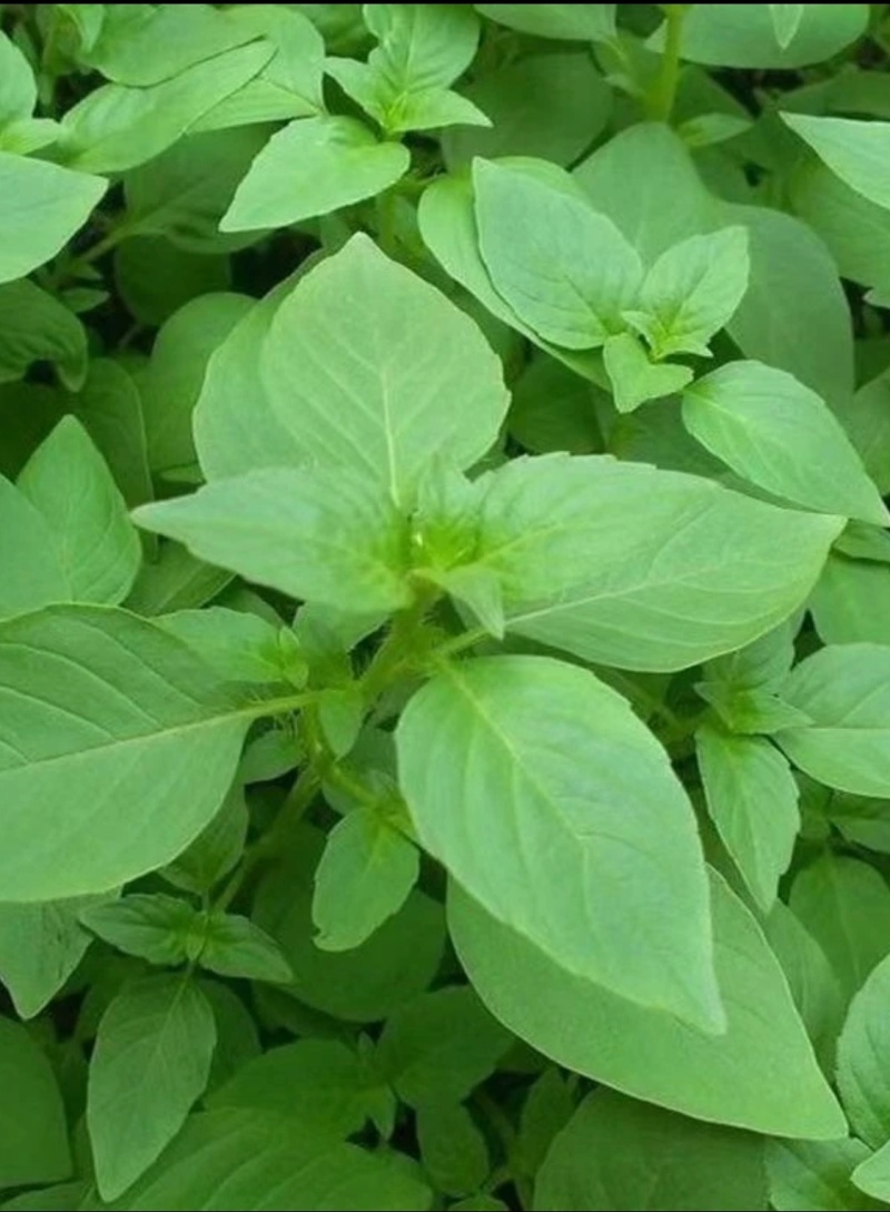 河南荆芥
