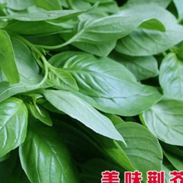 河南荆芥