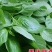 河南荆芥