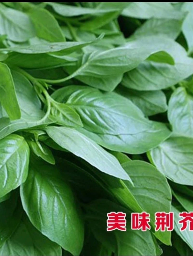 河南荆芥