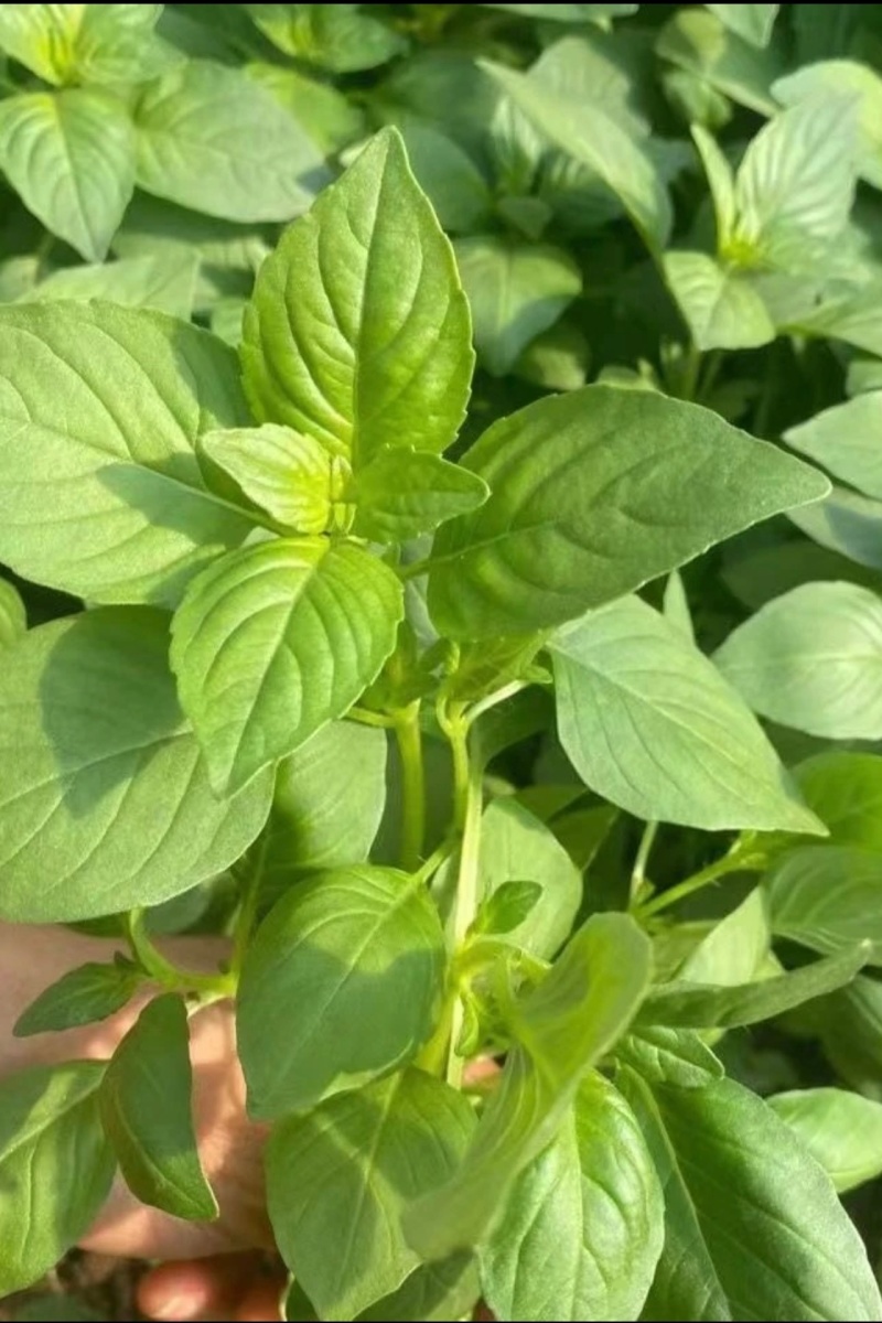 河南荆芥