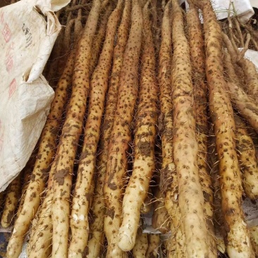 温县垆土铁棍山药