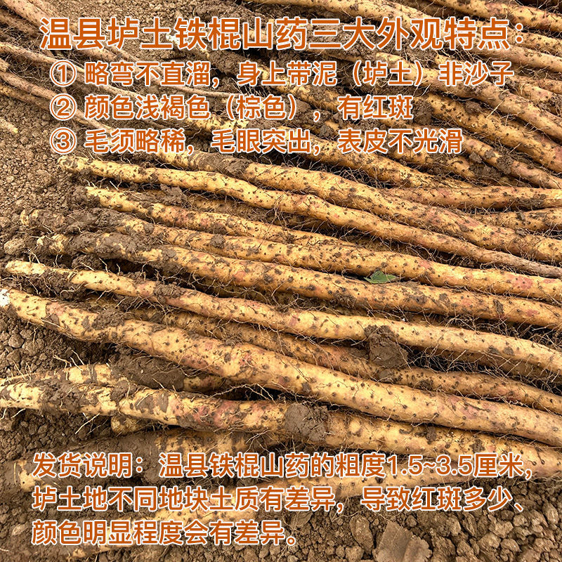 温县垆土铁棍山药