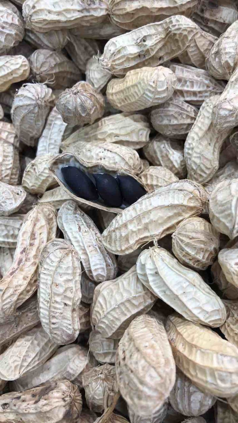 云南黑花生，花青素含量丰富，奶香味，无科技狠活，
