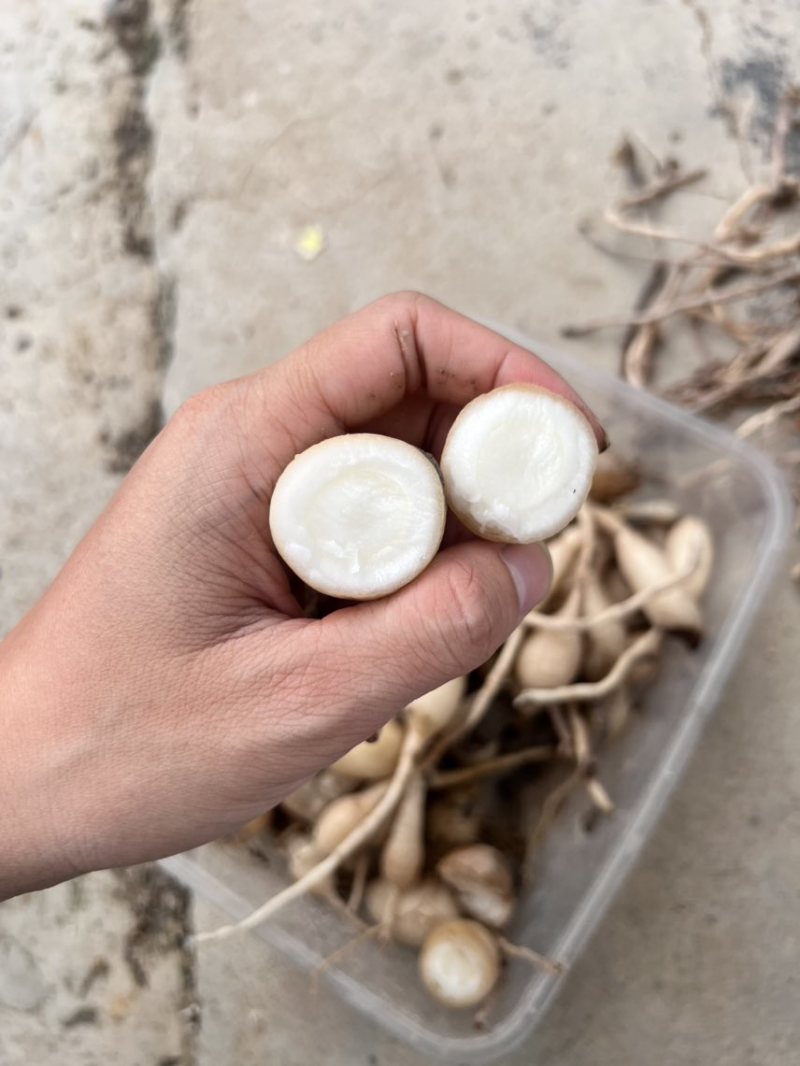 产地现挖新鲜郁金钦北区大寺镇莪术莪苓郁金