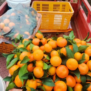 精品沙糖桔，已成熟有想发的老板电话联系