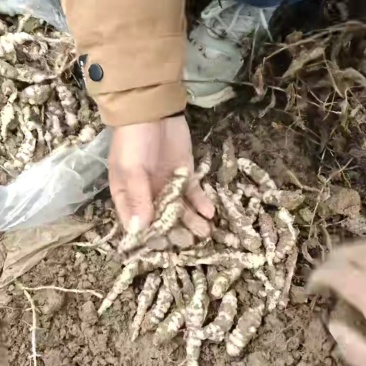 地环，宝塔菜，地溜子，螺丝菜