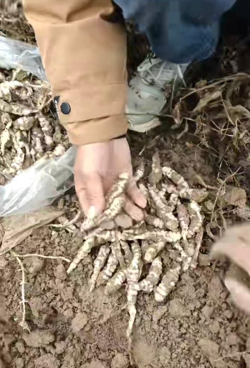 地环，宝塔菜，地溜子，螺丝菜