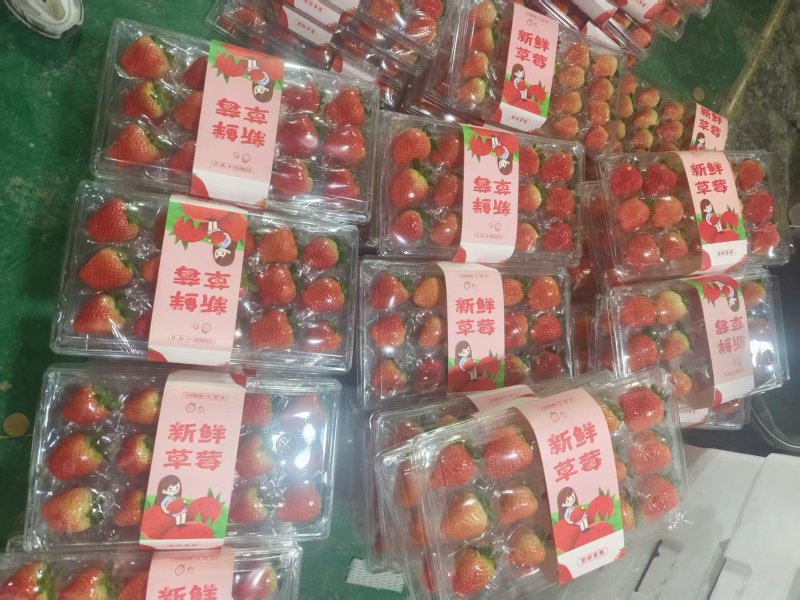 草莓大量上市口感好