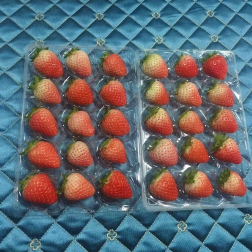 草莓大量上市口感好