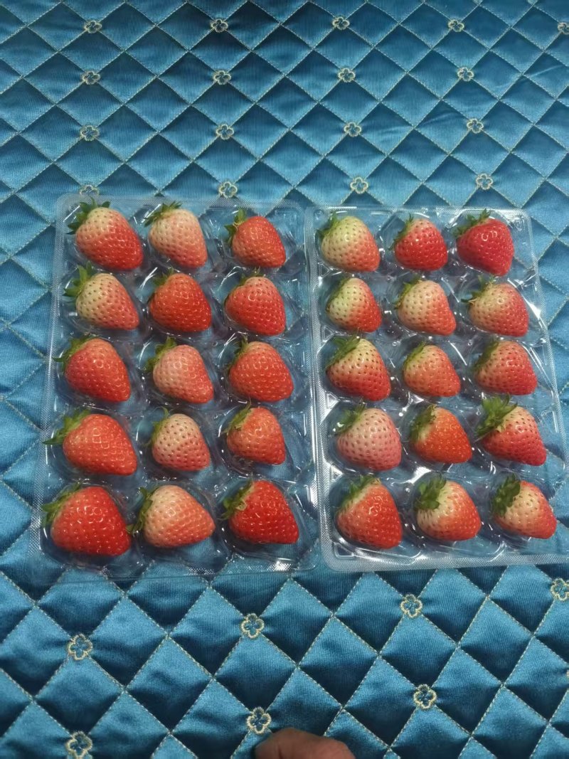 草莓大量上市口感好