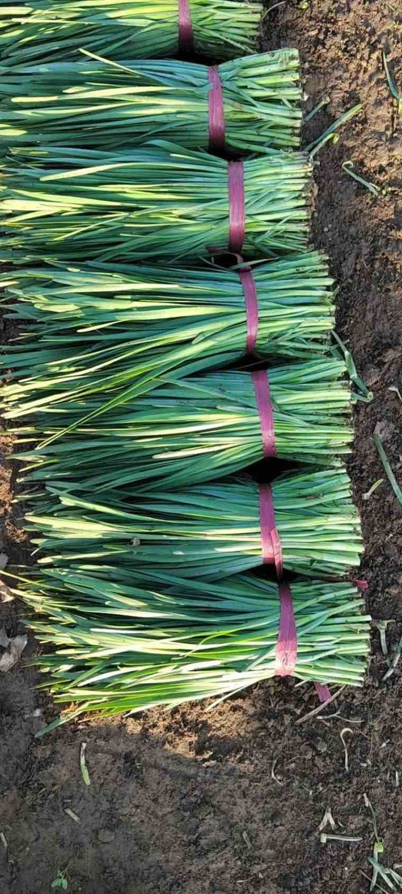优质凌海韭菜头茬货源大量上市一手货源保质保量量大价优