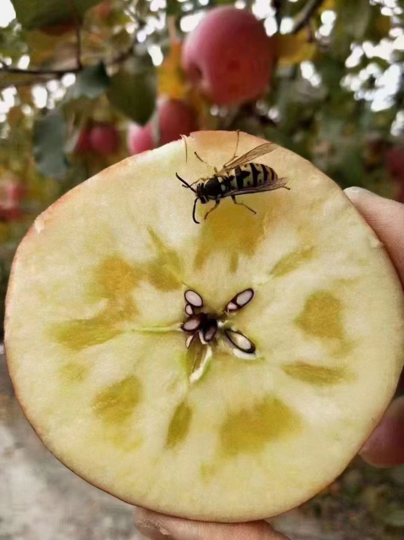 阿坝红富士糖心苹果