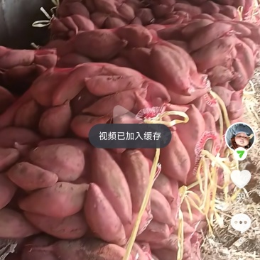 红薯