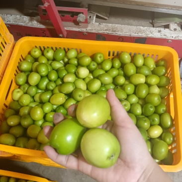 云南省元谋县大青枣
