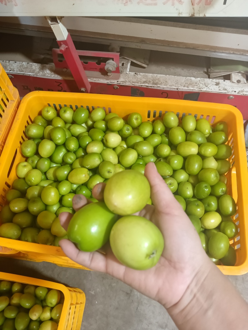 云南省元谋县大青枣