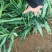 湖南2号生姜，版型好！有需要的老板联系！价格实惠，质量真的不