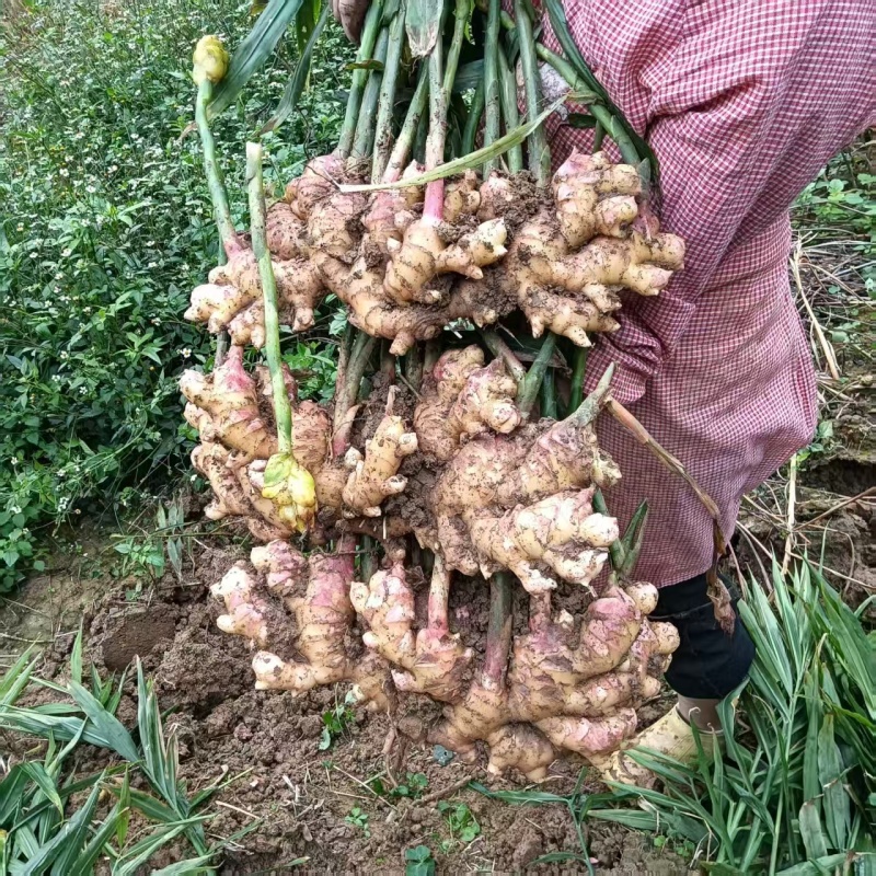 湖南2号生姜，版型好！有需要的老板联系！价格实惠，质量真的不