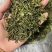 绿茶