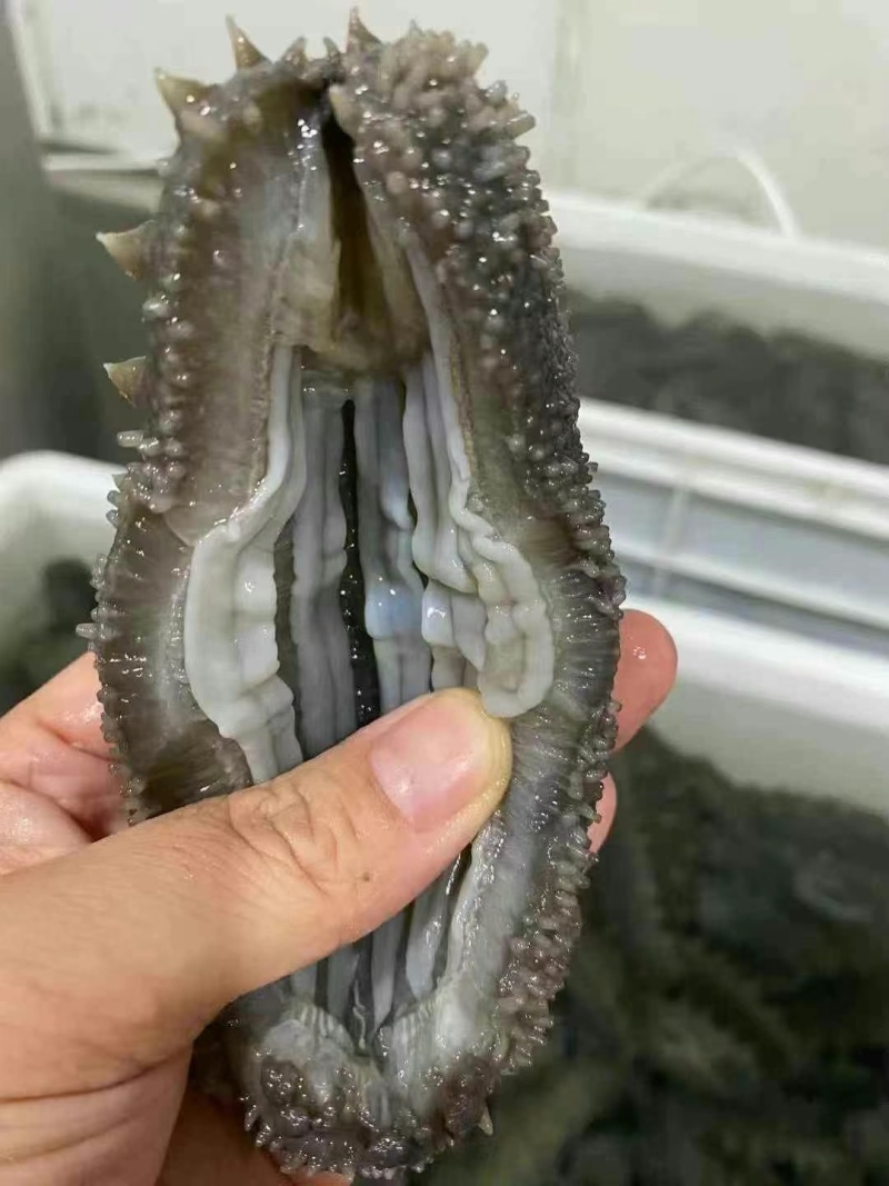 威海本地野生干海参！双十一半价处理