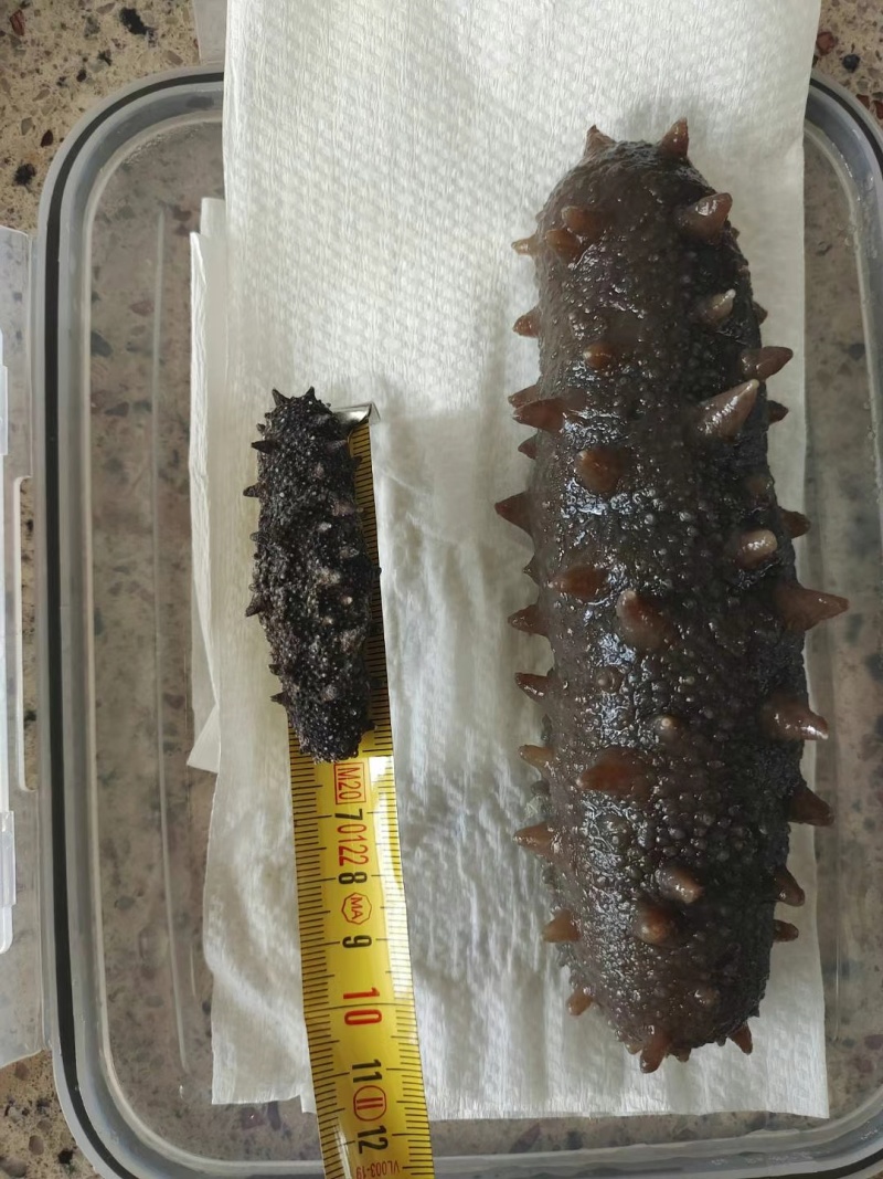 威海本地野生干海参！双十一半价处理