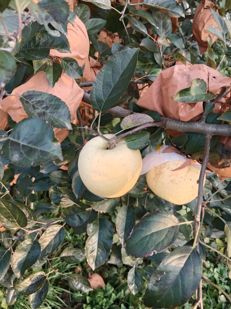 黄金维纳斯