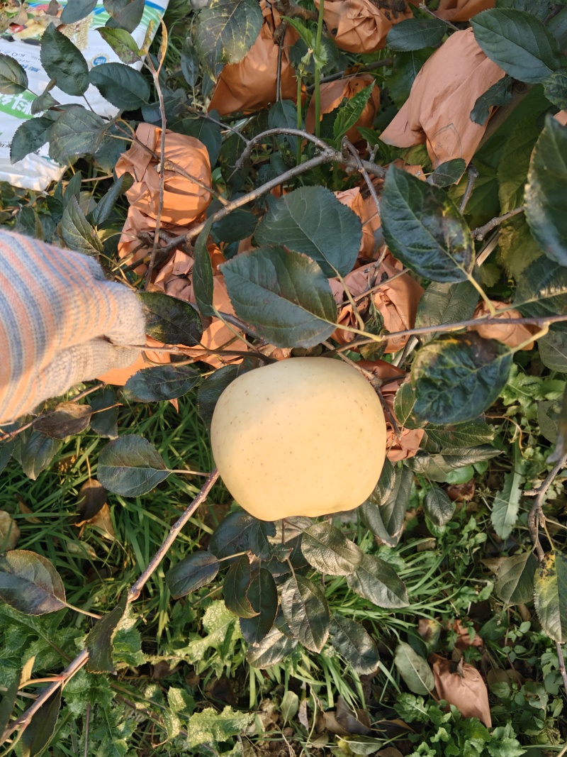 黄金维纳斯