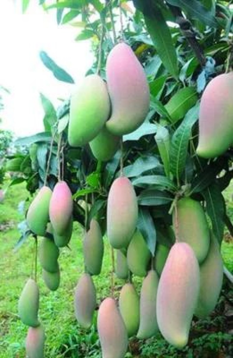 土地80亩金煌芒果园出售