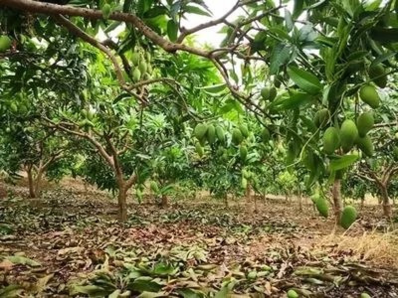土地80亩金煌芒果园出售