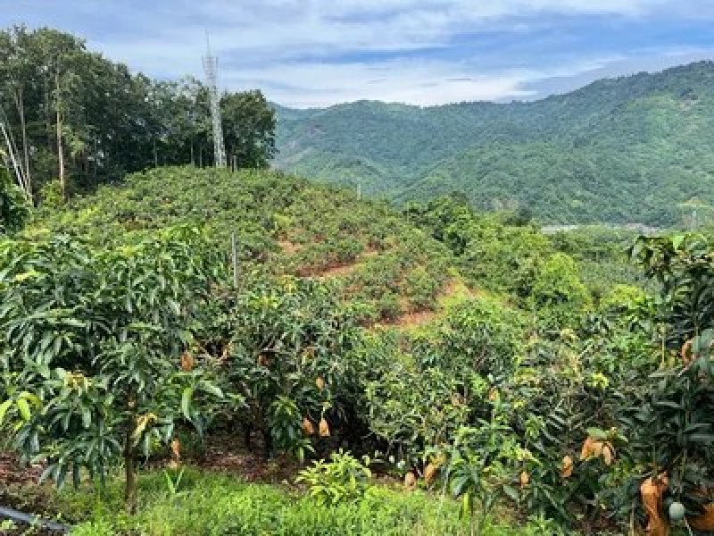 土地80亩金煌芒果园出售