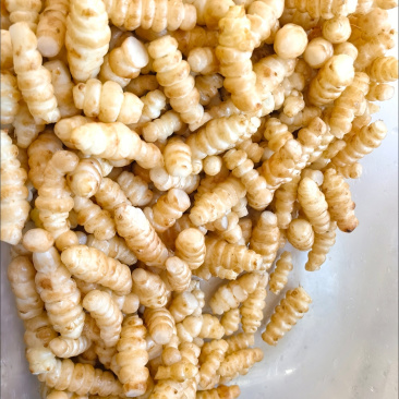 螺丝菜宝塔菜