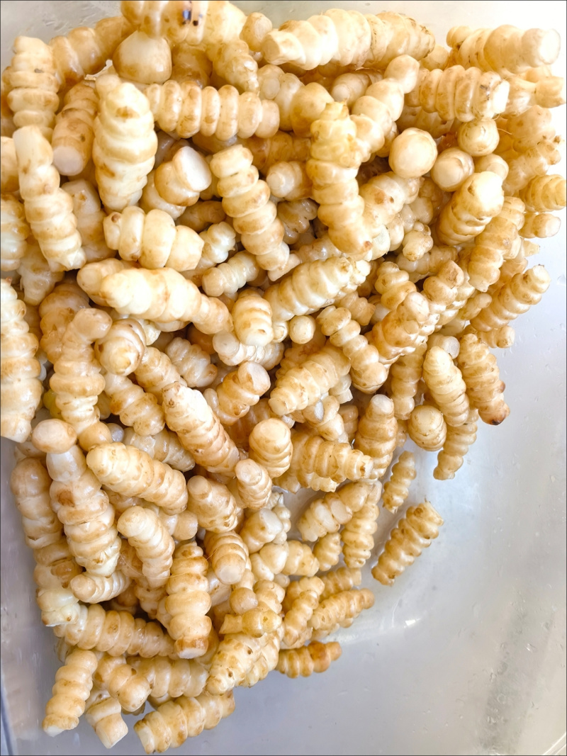 螺丝菜宝塔菜