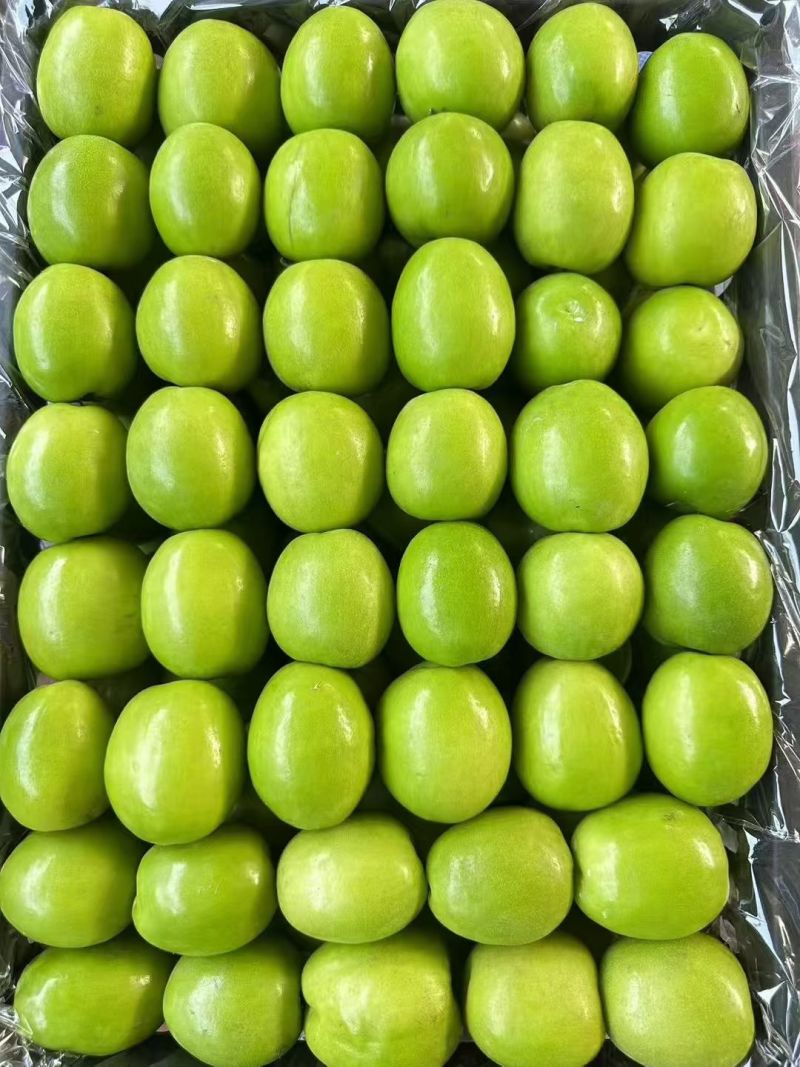 青枣，牛奶青枣