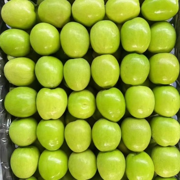 青枣，牛奶青枣